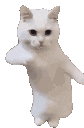 AcselitoPo - CatTime