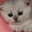 catSad