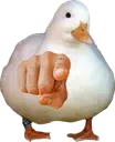 YOUduck