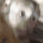 MonkeyEvilLaugh