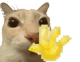 dosehiii