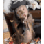 SamyPirata