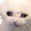 CryCat