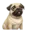 pug