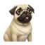 pug