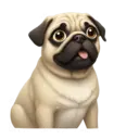 Flea_TV - pug