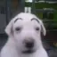 waos