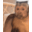 SamyChisme