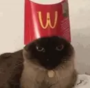 Tiru - catMcFries