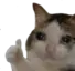 SadCatThumbsUp