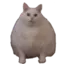 fatcat