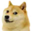 Doge