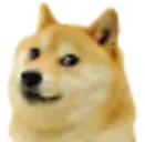 Tiru - Doge