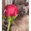 SamyFlower