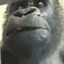 monkeWait