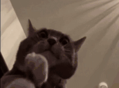 AcselitoPo - catClap