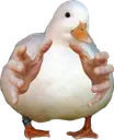 COMEHEREduck