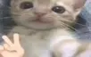catqq