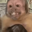 AcselitoPo - MonkeyMoney