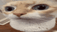 catuuh