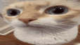 catuuh
