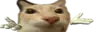 yonose