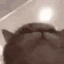 CatBop