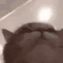 AcselitoPo - CatBop